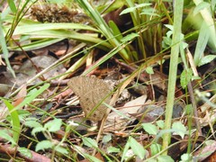 Melanitis leda bankia