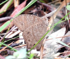 Melanitis leda bankia