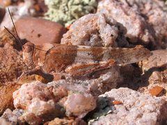 Trimerotropis latifasciata