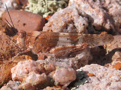 Trimerotropis latifasciata