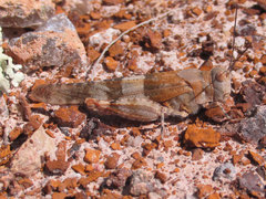 Trimerotropis latifasciata