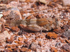Trimerotropis latifasciata