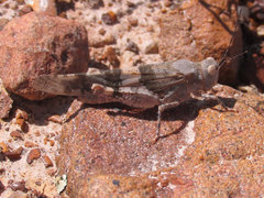 Trimerotropis latifasciata