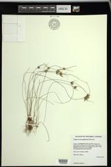 Cyperus houghtonii