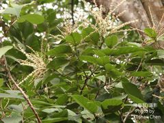 Castanopsis formosana