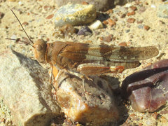 Trimerotropis latifasciata