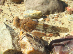 Trimerotropis latifasciata