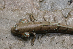 Boleophthalmus