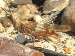 Trimerotropis latifasciata