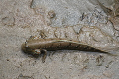 Boleophthalmus