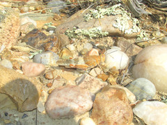 Trimerotropis latifasciata