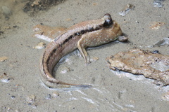Oxudercinae