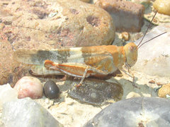 Trimerotropis latifasciata