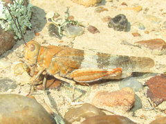 Trimerotropis latifasciata