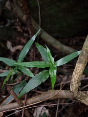 Isoglossa eranthemoides