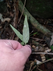 Isoglossa eranthemoides