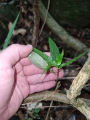 Isoglossa eranthemoides