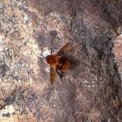 Bombus rubicundus