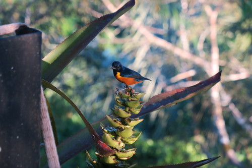 Rufous-bellied Euphonia (Euphonia rufiventris), photo 10