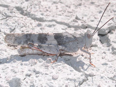 Trimerotropis latifasciata
