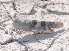 Trimerotropis latifasciata