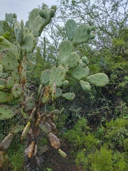 Opuntia quimilo