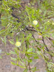 Larrea cuneifolia