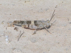 Trimerotropis latifasciata