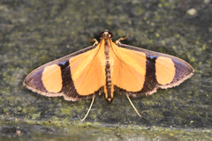 Phostria delilalis