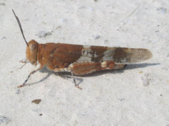 Trimerotropis latifasciata