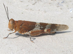Trimerotropis latifasciata