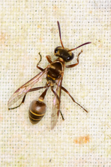 Metapolybia