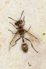 Metapolybia