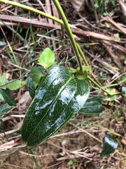Smilax ocreata