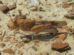 Trimerotropis latifasciata