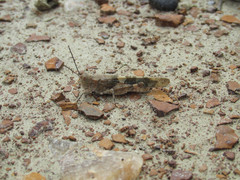 Trimerotropis latifasciata