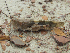 Trimerotropis latifasciata