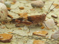 Trimerotropis latifasciata