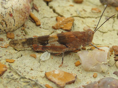 Trimerotropis latifasciata