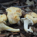 Cantharellus alborufescens - Photo (c) toniconca, some rights reserved (CC BY-NC)