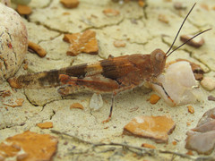 Trimerotropis latifasciata