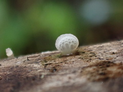 Favolaschia nipponica
