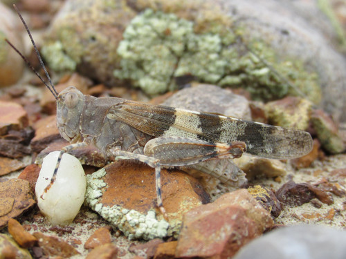 Trimerotropis latifasciata Scudder, 1880