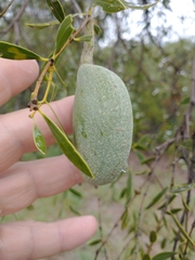 Aspidosperma quebracho-blanco