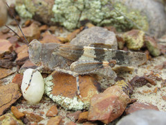 Trimerotropis latifasciata