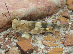 Trimerotropis latifasciata