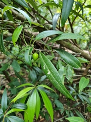 Samadera