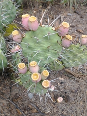 Opuntia