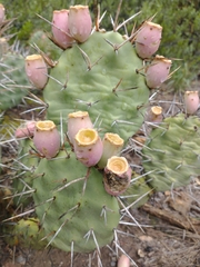 Opuntia