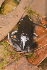 Hypopachus pictiventris